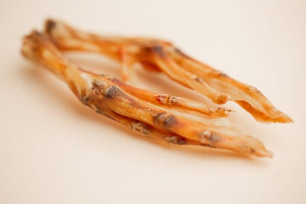 Duck feet close up